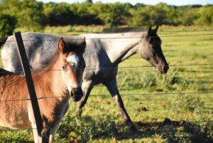 caballos-scaled